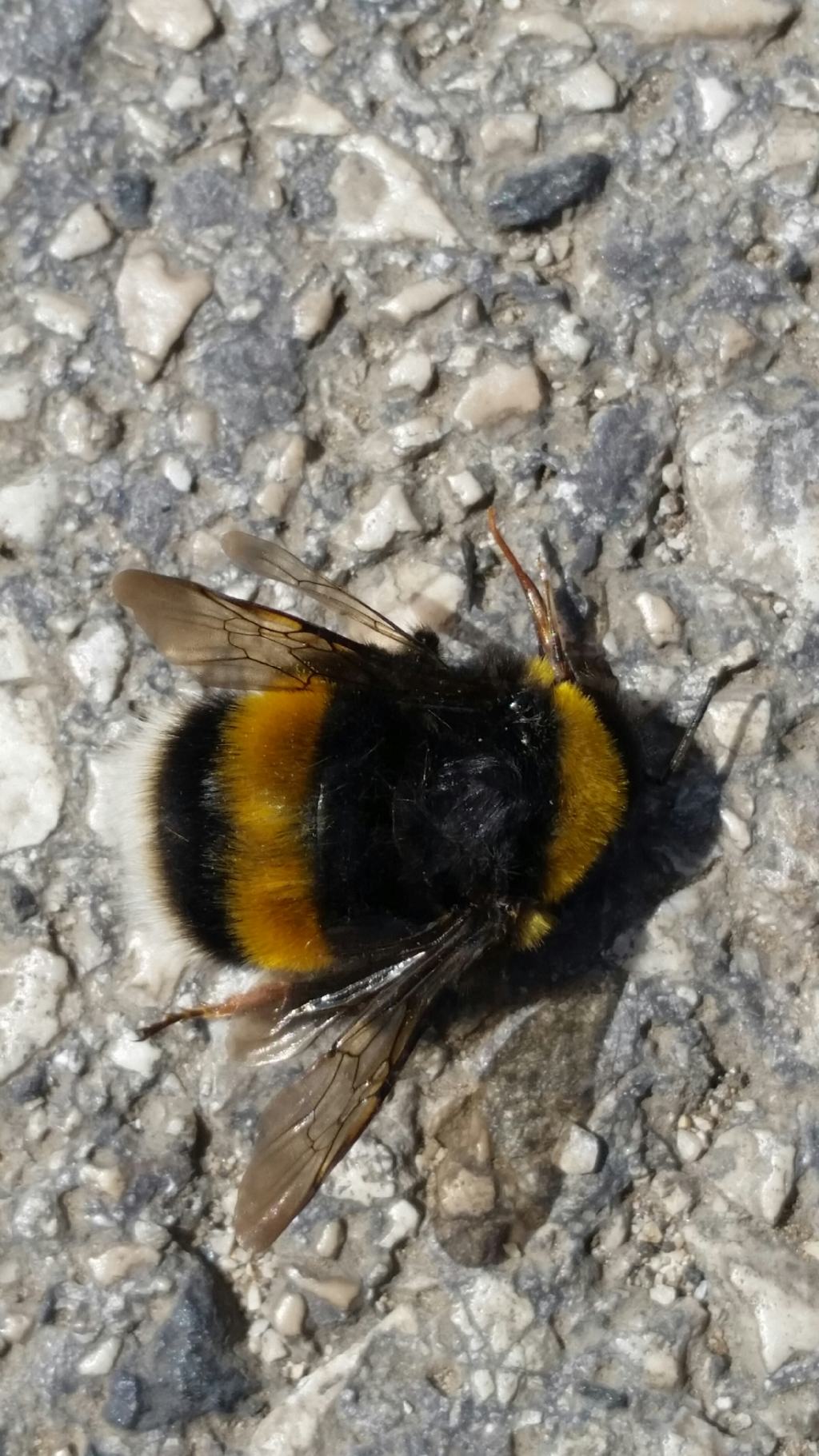 Calabrone? No, è un bombo: Bombus (Bombus) gr. terrestris (Apidae)